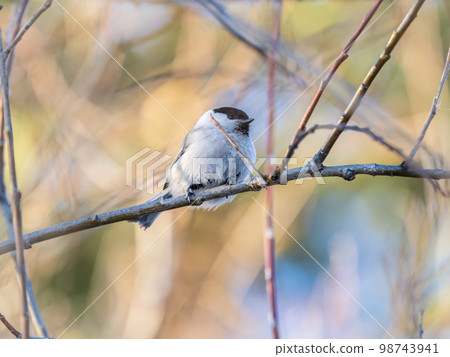 Cute bird the willow tit, song bird sitting on a branch without leaves in the winter. Cute bird the willow tit, song bird sitting on a branch without leaves in the winter. 98743941