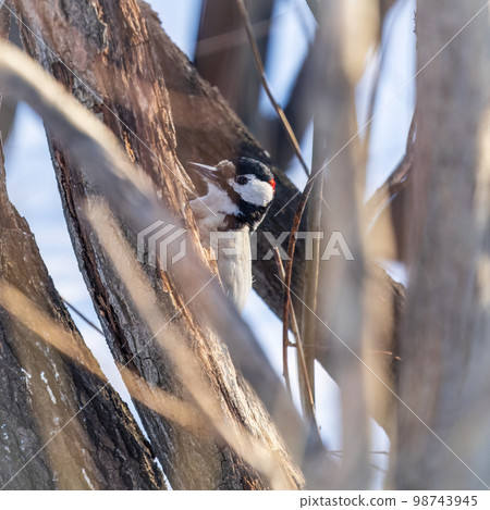 Little woodpecker sits on a tree trunk. The great spotted woodpecker, Dendrocopos major 98743945
