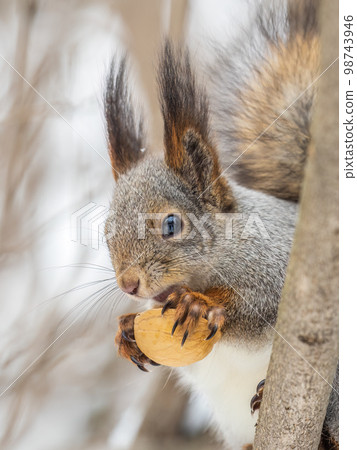 The squirrel with nut sits on tree in the winter or late autumn 98743946