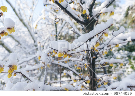 京都天龍寺內白雪皚皚的五香粉花 98744039
