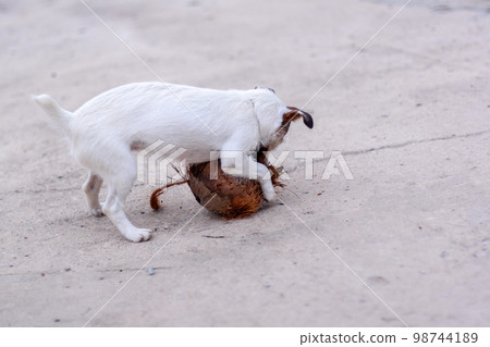 Dog Jack Russell plays with coconut on concrete. Shallow depth of field. Horizontal. Dog Jack Russell plays with coconut on concrete. Shallow depth of field. Horizontal. 98744189