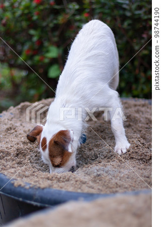 Dog Jack Russell digs in bucket of sand. Shallow depth of field. Vertical. Dog Jack Russell digs in bucket of sand. Shallow depth of field. Vertical. 98744190