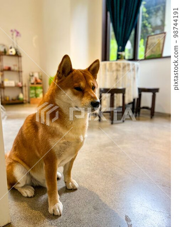 咖啡館裡的柴犬 咖啡館裡的柴犬 98744191
