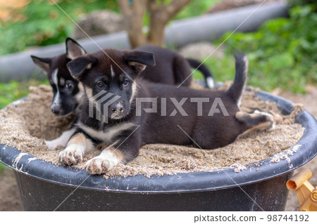 Two black and white puppies lie in bucket of sand. Shallow depth of field. Focus on the nearest puppy. Horizontal. Two black and white puppies lie in bucket of sand. Shallow depth of field. Focus on the nearest puppy. Horizontal. 98744192
