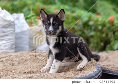 Black and white puppy sitting in bucket of sand and looks at camera. Nose in the sand. Shallow depth of field. Horizontal. Black and white puppy sitting in bucket of sand and looks at camera. Nose in the sand. Shallow depth of field. Horizontal. 98744193