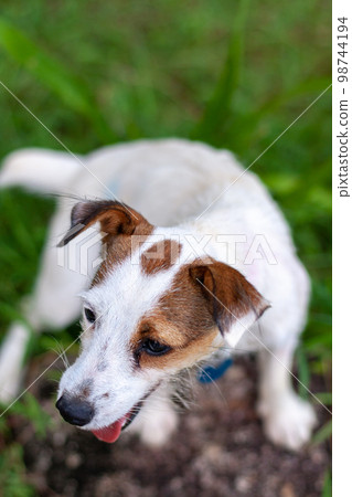 Top view of dog breed Jack Russell on background of blurred grass. Shallow depth of field. View from above. Vertical. 98744194