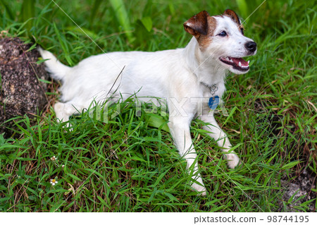 Dog breed Jack Russell lies on green grass with open mouth. Shallow depth of field. Horizontal. Dog breed Jack Russell lies on green grass with open mouth. Shallow depth of field. Horizontal. 98744195