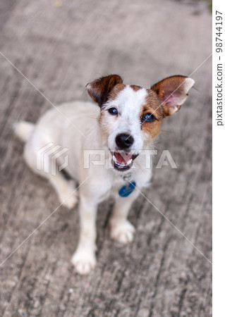 Dog Jack Russell sits on concrete and looks directly into camera. Shallow depth of field. Top view. Vertical. 98744197