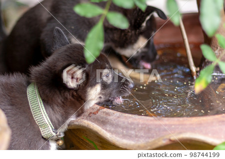 Two black and white puppies are drinking water from large flower pot. Shallow depth of field. Focus on nearest puppy. Horizontal. Two black and white puppies are drinking water from large flower pot. Shallow depth of field. Focus on nearest puppy. Horizontal. 98744199