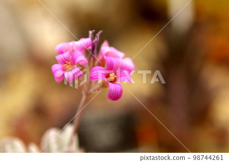 長壽花 98744261