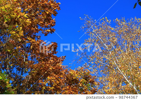 五顏六色的秋葉和藍天 五顏六色的秋葉和藍天 98744367