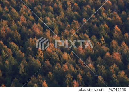 日本落葉鬆的秋葉林 日本落葉鬆的秋葉林 98744368