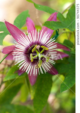 Passiflora Passiflora atropurpurea Passiflora Passiflora atropurpurea 98744375