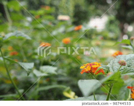 Lantana Lantana 98744533