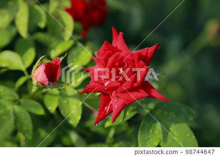 Arao City Ominous Citizen Flower Bed Rose Flower, 98744647