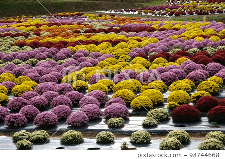 Garden mum Garden mum 98744668