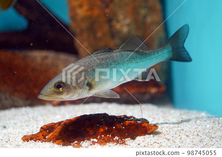 鈴木的幼魚 鈴木的幼魚 98745055