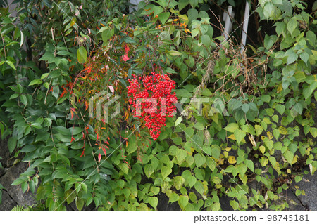 京都賀茂川右岸一棵長滿紅色果實的樹，被認為是萬兩 98745181