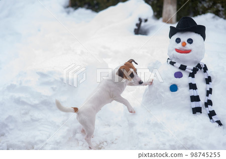Jack Russell Terrier dog making a snowman. Winter fun. 98745255