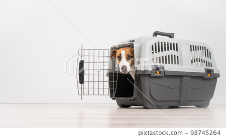 Jack Russell Terrier dog peeking out of travel cage. 98745264