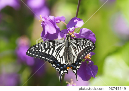 Swallowtail swallowtail perching on purple flower Swallowtail swallowtail perching on purple flower 98745349