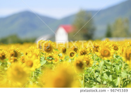 北海道赤井川村 Enjoy Farm Yume 的向日葵田 98745389