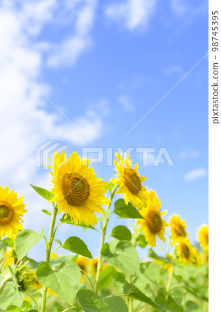 Sunflower field at Enjoy Farm Yume in Akaigawa Village, Hokkaido Sunflower field at Enjoy Farm Yume in Akaigawa Village, Hokkaido 98745395
