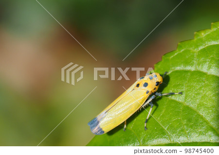 Tsunagogyo Oshoko 98745400