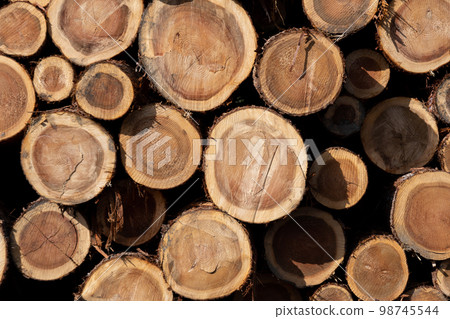 Cut logs Cut logs 98745544