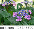 Hydrangea hydrangea flower in bloom 98745590