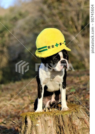 2022Mighty, a Boston terrier, sits on a stump wearing a safety-first hat in the happiest place in Japan, Hatoyama-cho Aigo no Sato no Mori 98745604