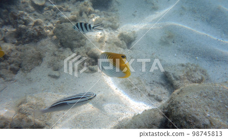 Threadfin Butterflyfish, Three Lined Monocle Bream and Loxens Chromis in Mettle Island Threadfin Butterflyfish, Three Lined Monocle Bream and Loxens Chromis in Mettle Island 98745813