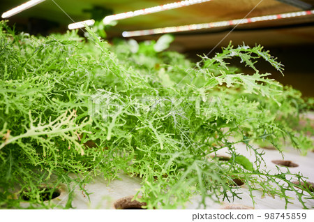 Green leafy plant mizuna with serrated leaves on shelf in agricultural greenhouse. Leafy greens with deeply cut and fringed leaves on shelf in garden center. Green leafy plant mizuna with serrated leaves on shelf in agricultural greenhouse. Leafy greens with deeply cut and fringed leaves on shelf in garden center. 98745859