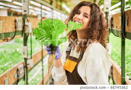 Cheerful female gardener holding pot with lettuce and biting green leaf while looking at camera and smiling. Woman in garden gloves eating fresh leafy greens in greenhouse. Cheerful female gardener holding pot with lettuce and biting green leaf while looking at camera and smiling. Woman in garden gloves eating fresh leafy greens in greenhouse. 98745862