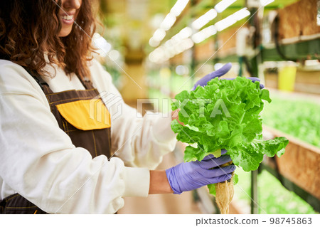 Female gardener with green lettuce in hands in greenhouse. Close up of smiling young woman in rubber garden gloves holding green leafy plant while standing on blurred background. Female gardener with green lettuce in hands in greenhouse. Close up of smiling young woman in rubber garden gloves holding green leafy plant while standing on blurred background. 98745863