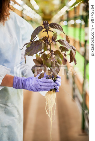 Close up of woman hands in rubber garden gloves holding culinary herb leafy plant. Female gardener with basil in her hands standing in greenhouse. 98745864