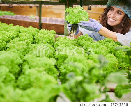 Female gardener holding lettuce and smiling while controlling plant growth in greenhouse. Cheerful woman in garden gloves and disposable hat holding green leafy plant. Female gardener holding lettuce and smiling while controlling plant growth in greenhouse. Cheerful woman in garden gloves and disposable hat holding green leafy plant. 98745866