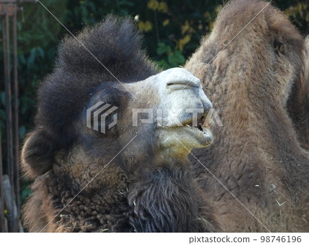 駱駝的臉 駱駝的臉 98746196