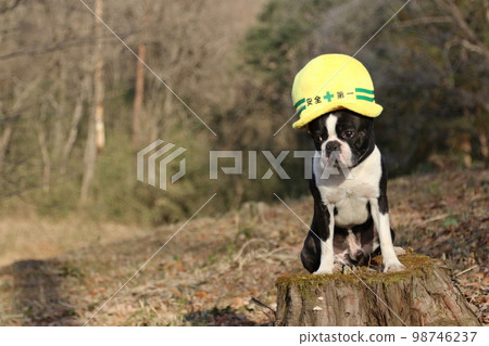 2022Mighty, a Boston terrier, sits on a stump wearing a safety-first hat in the happiest place in Japan, Hatoyama-cho Aigo no Sato no Mori 2022Mighty, a Boston terrier, sits on a stump wearing a safety-first hat in the happiest place in Japan, Hatoyama-cho Aigo no Sato no Mori 98746237