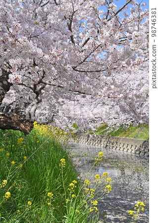 Go to Gojo river in spring 98746381