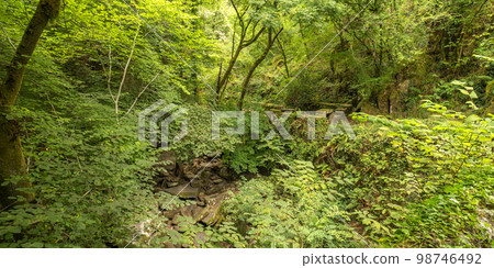 Fragas do Eume Natural Park, Pontedeume, Spain Fragas do Eume Natural Park, Pontedeume, Spain 98746492
