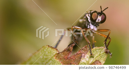 Fly, Sierra de Guadarrama National Park, Spain 98746499