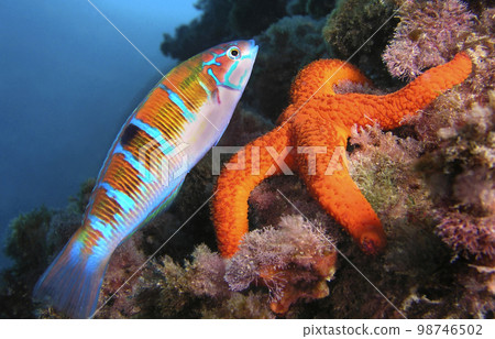 Ornate Wrasse, Cabo Cope Puntas del Calnegre Regional Park, Spain 98746502