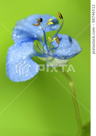Wildflower, Sierra de Guadarrama National Park, Spain Wildflower, Sierra de Guadarrama National Park, Spain 98746512
