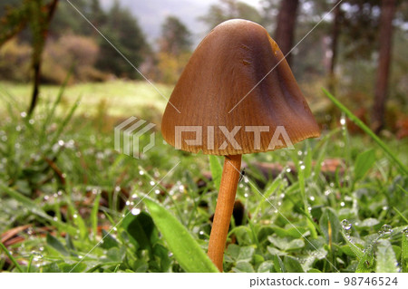 Wild Mushroom, Sierra de Guadarrama National Park, Spain Wild Mushroom, Sierra de Guadarrama National Park, Spain 98746524