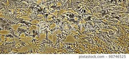 Leaves Fern 98746525