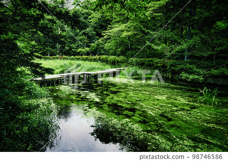 The summer scenery of Kumoba Pond in Karuizawa, where light reflects on the surface of the water and aquatic plants sway gently in the river. The summer scenery of Kumoba Pond in Karuizawa, where light reflects on the surface of the water and aquatic plants sway gently in the river. 98746586