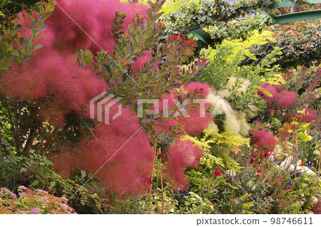 Smoke tree Smoke tree 98746611