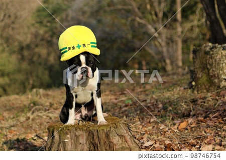 2022波士頓梗 Mighty 在日本最快樂的地方鳩山町 Aigo no Sato no Mori 戴著安全第一帽坐在樹樁上 2022波士頓梗 Mighty 在日本最快樂的地方鳩山町 Aigo no Sato no Mori 戴著安全第一帽坐在樹樁上 98746754