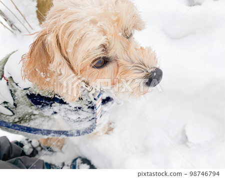 蓬鬆的雪和一隻可愛的小狗 98746794